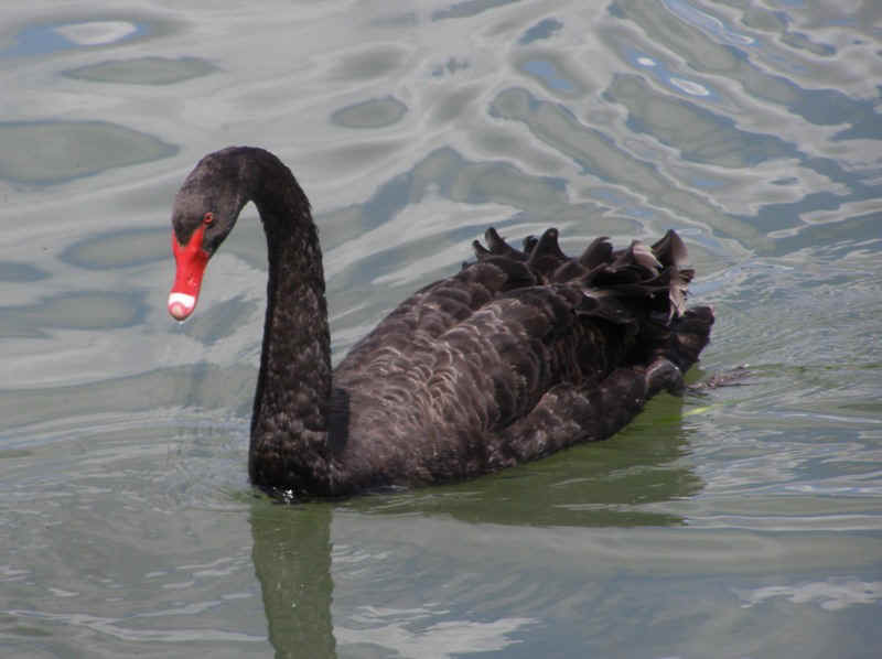 Black-swan.JPG (95582 bytes)