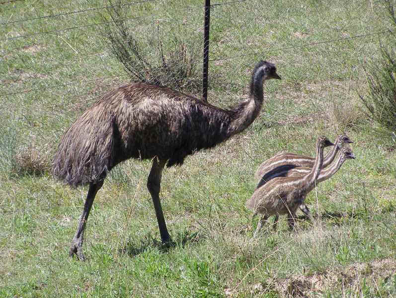 Emu&chicks2.JPG (97342 bytes)