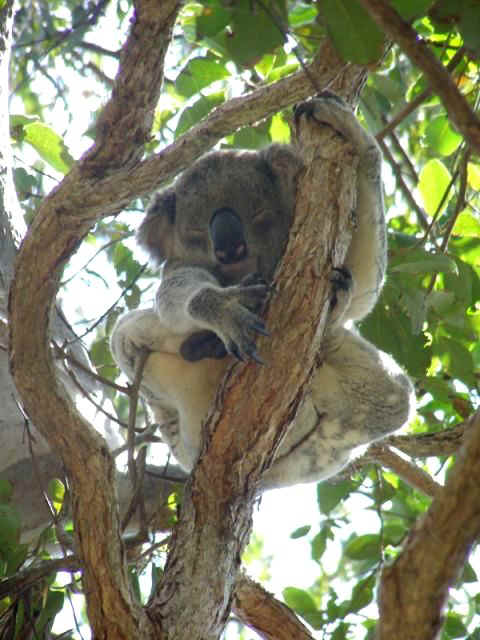 Koala21.JPG (67334 bytes)