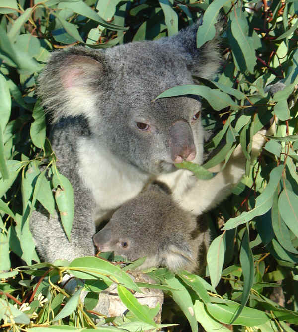 Koala & baby.JPG (196081 bytes)