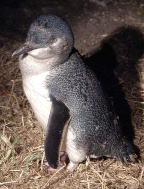 Little-penguin.JPG (58286 bytes)