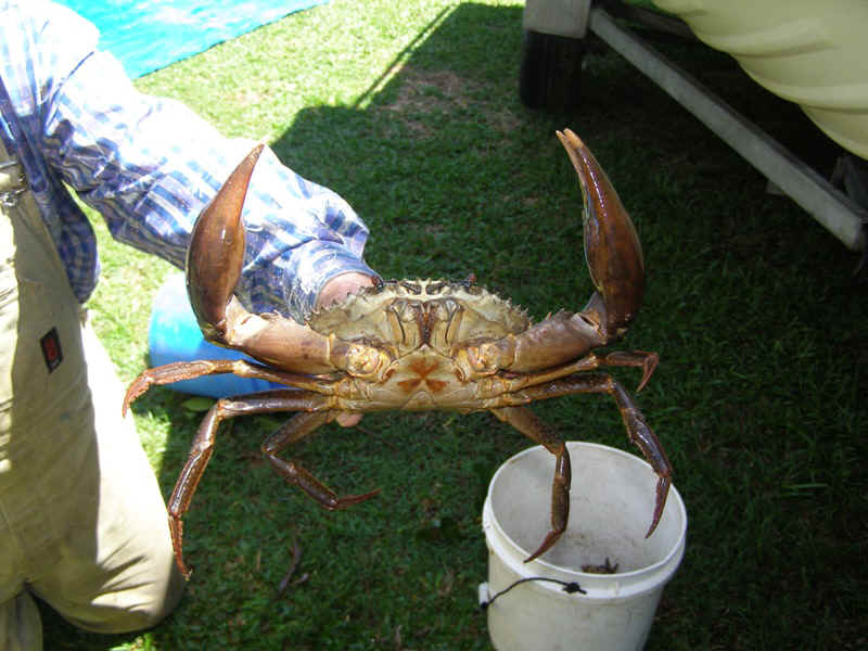 Mud crab.JPG (159696 bytes)