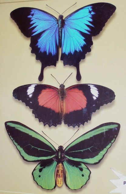 NQ-butterflies.JPG (42985 bytes)
