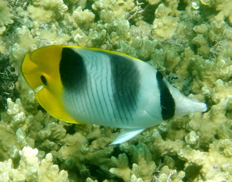 Lautoka61DoubleSaddleButterfly.JPG (140506 Byte)