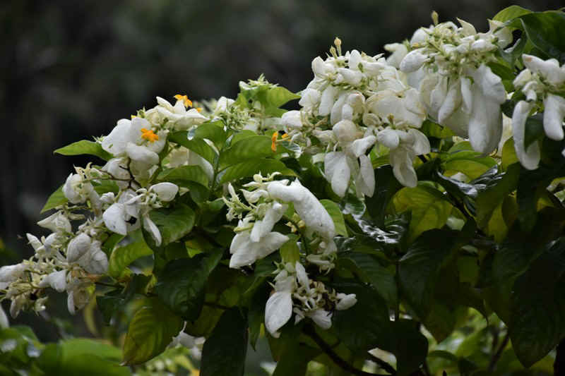 DSC_7385.JPG (127999 Byte)