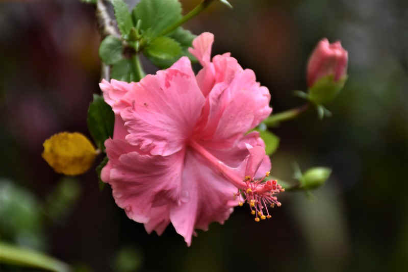 DSC_7386.JPG (82984 Byte)