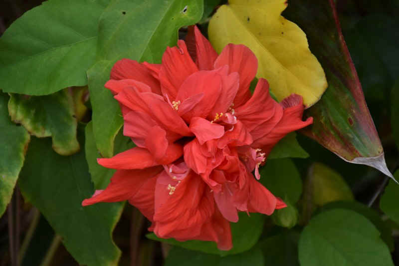 DSC_7447.JPG (96497 Byte)