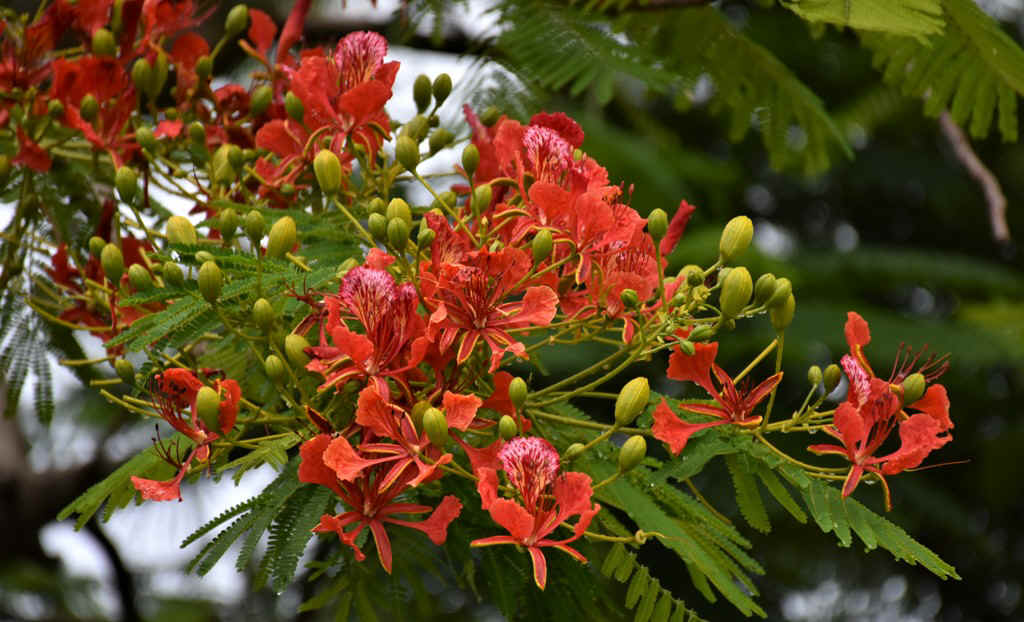 DSC_7650.JPG (208010 Byte)