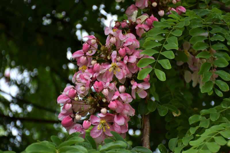 DSC_7659.JPG (138250 Byte)