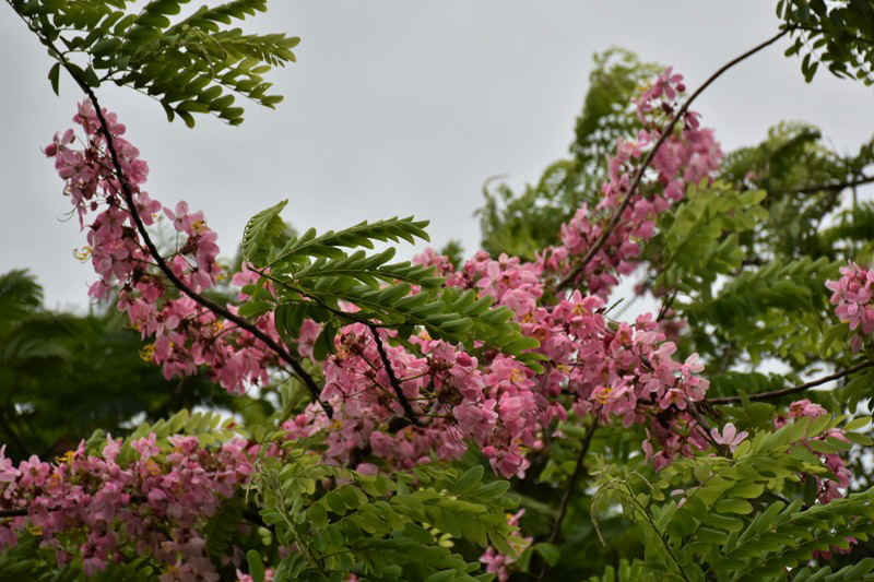 DSC_7701.JPG (157097 Byte)