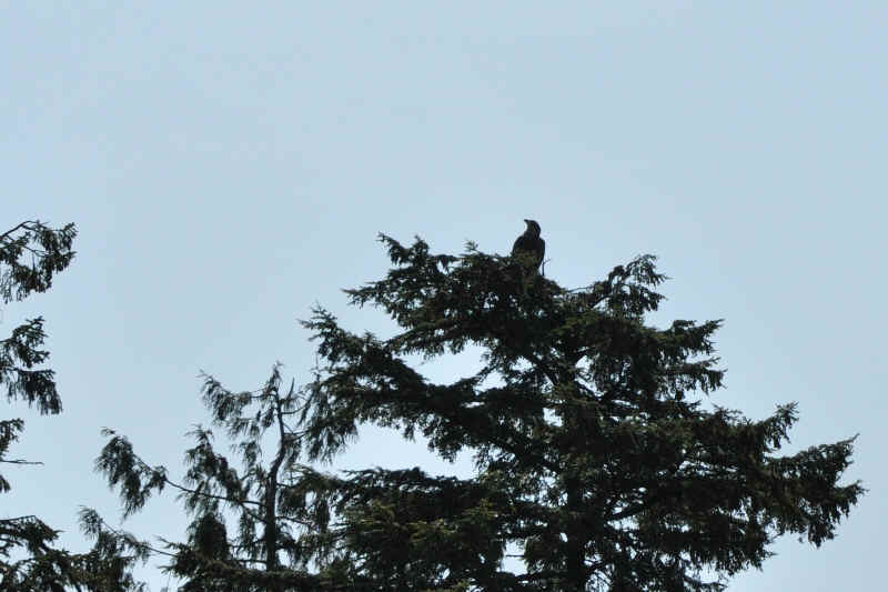 DSC_3261a.JPG (221690 Byte)