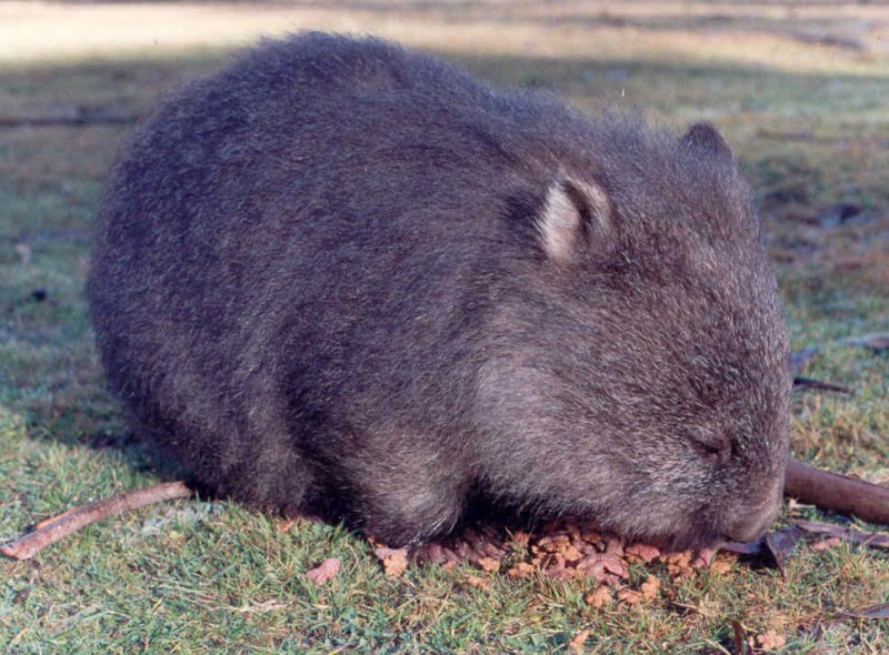 Wombat2.jpg (151184 bytes)