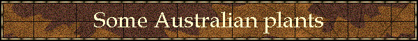 Some Australian plants