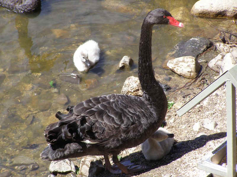 Black-swan&cygnets.JPG (128679 bytes)
