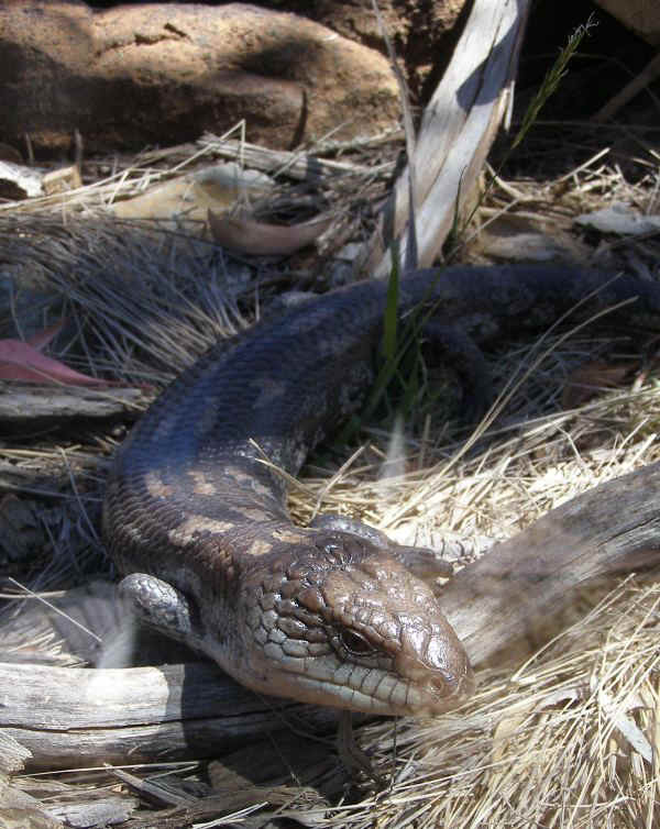 Blue tongue.JPG (103074 bytes)