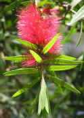 Bottlebrush.JPG (1425409 bytes)