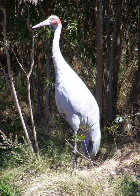 Brolga2.JPG (88549 bytes)