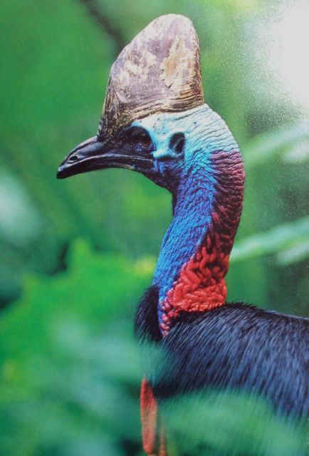 Cassowary.JPG (46239 bytes)