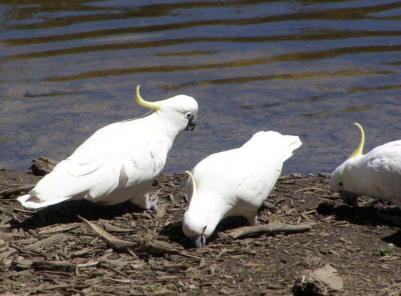Cockatoos.JPG (115456 bytes)