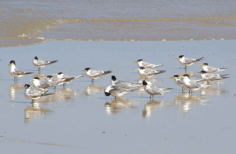 Crested Terns.JPG (83737 bytes)