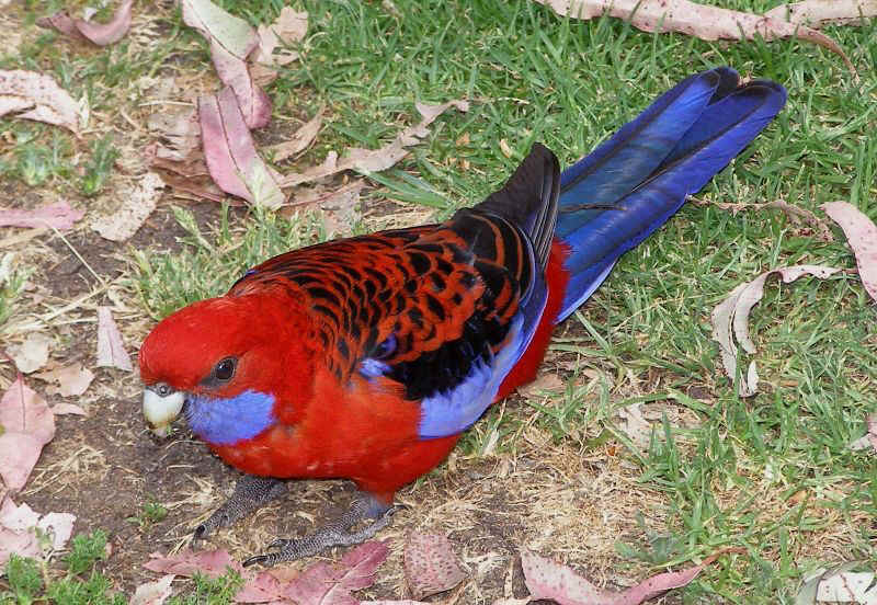 Crimson Rosella.JPG (156430 bytes)