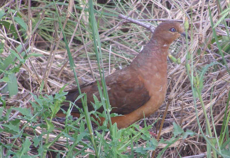 Cuckoo-Dove1.JPG (113732 bytes)
