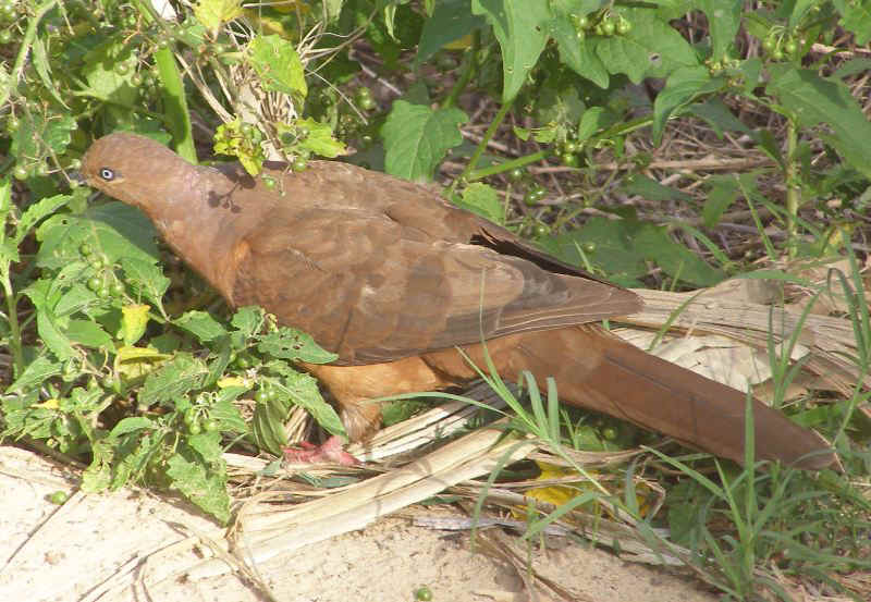 Cuckoo-Dove2.JPG (115059 bytes)