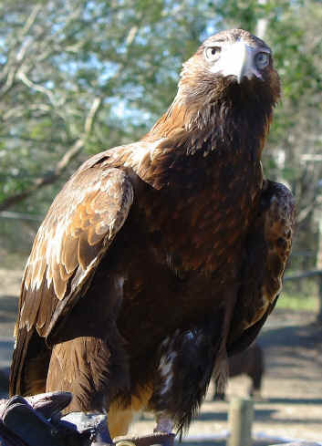 Eagle.JPG (284877 bytes)