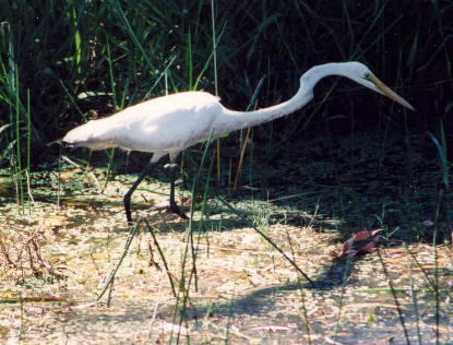 Egret.jpg (38666 bytes)
