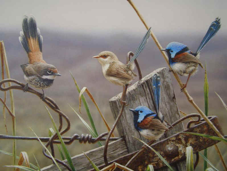 Fairy Wrens.JPG (72766 bytes)