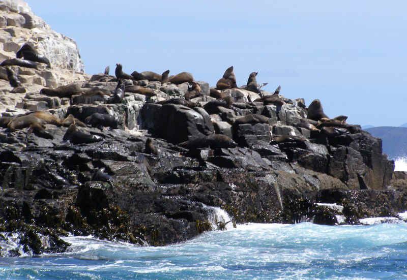 Fur seals.JPG (136357 bytes)