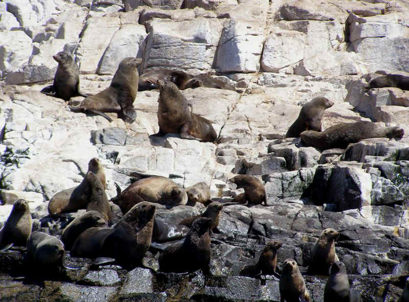 Fur seals2.JPG (135094 bytes)