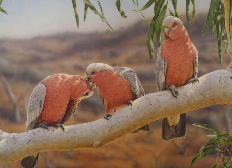 Galahs.JPG (63007 bytes)