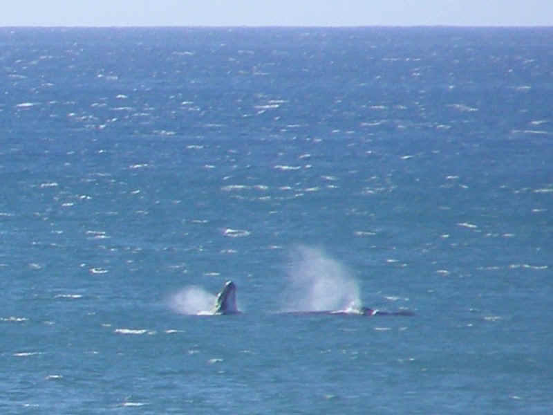 Humpback.JPG (95193 bytes)