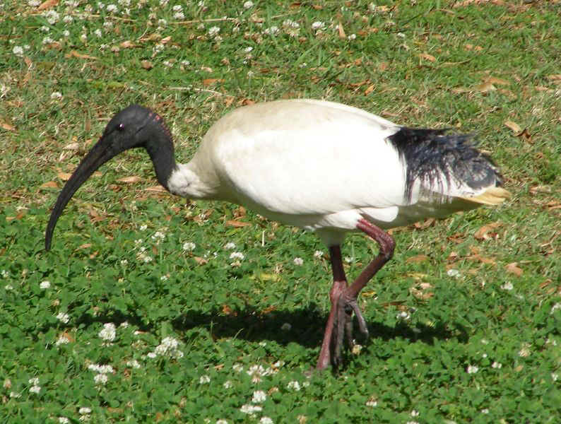 Ibis.JPG (141091 bytes)