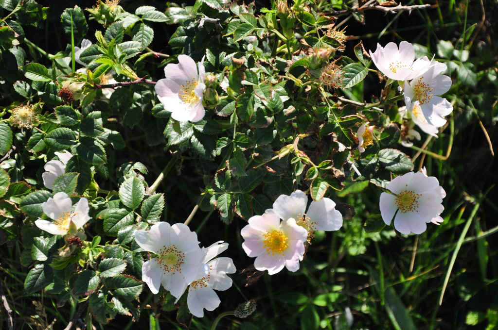 DSC_7057.JPG (292992 Byte)