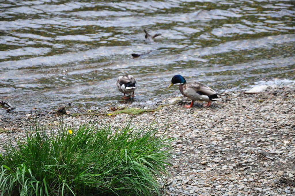 DSC_0696.JPG (294875 Byte)