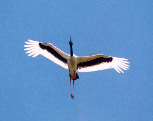 JABIRU2.JPG (53546 bytes)