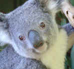 KOALA.JPG (451240 bytes)