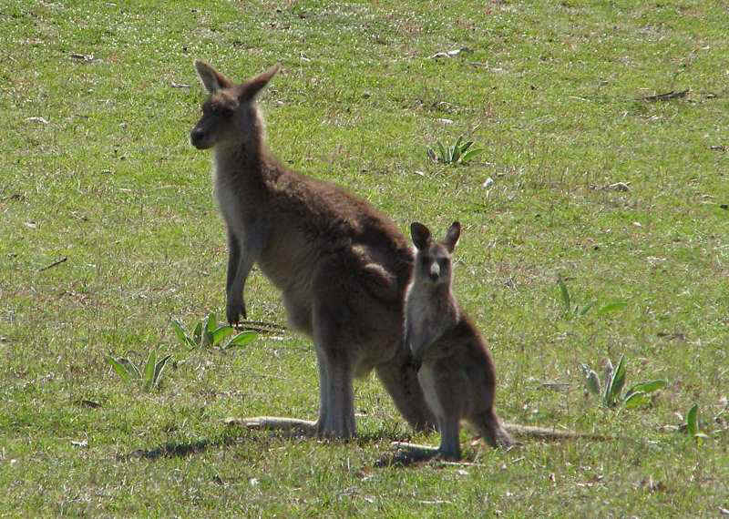 Kanga3.JPG (94947 bytes)