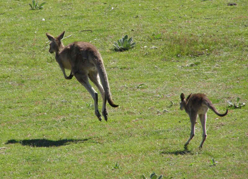 Kanga4.JPG (123069 bytes)