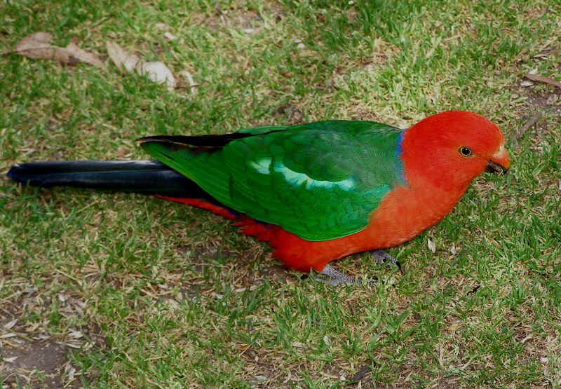 King Parrot.JPG (139494 bytes)