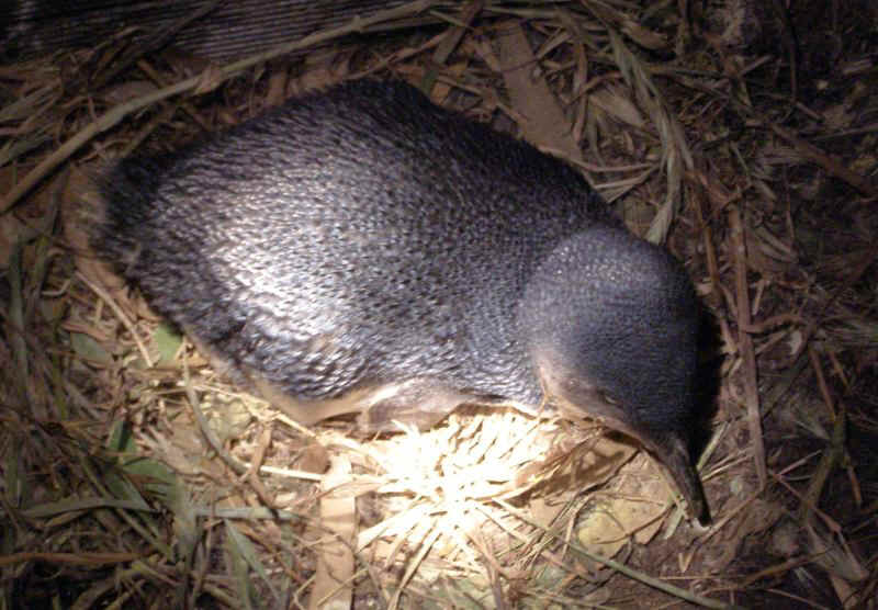 Little-p-nest.JPG (91948 bytes)