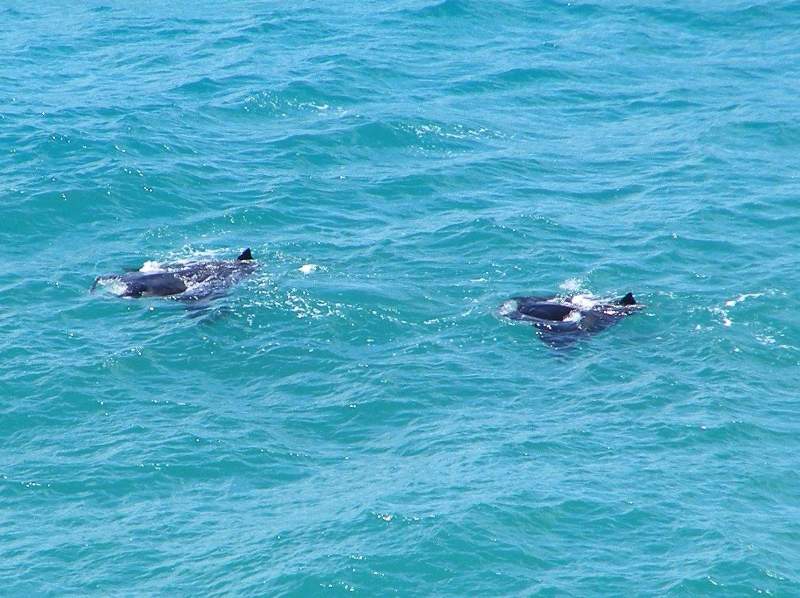 Mantas.JPG (76291 bytes)