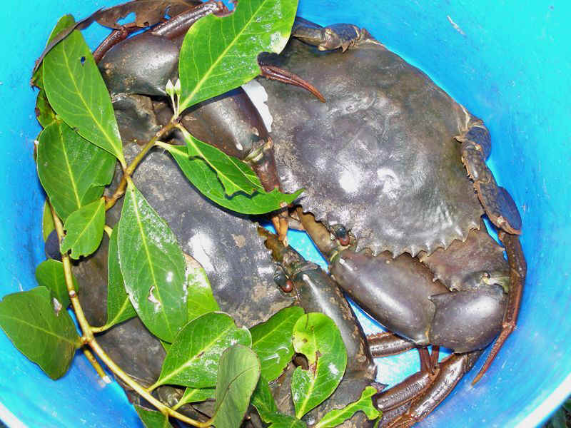 Mud crabs.JPG (125190 bytes)