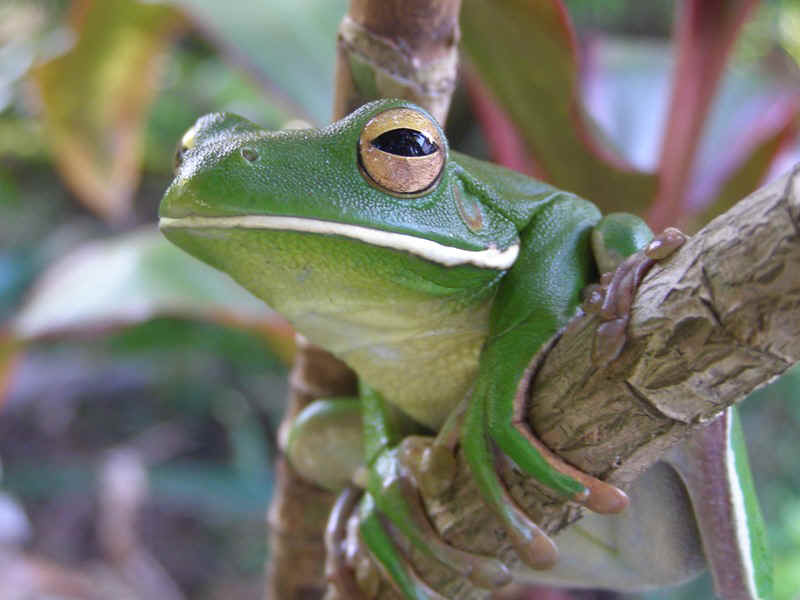 NQ Tree frog.JPG (100260 bytes)