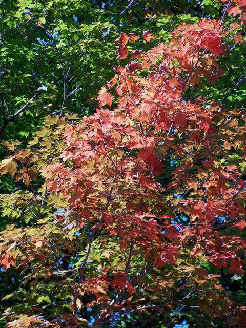 P9155984.JPG (86267 bytes)