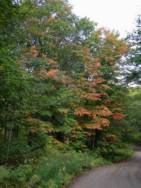 P9186341.JPG (95198 bytes)