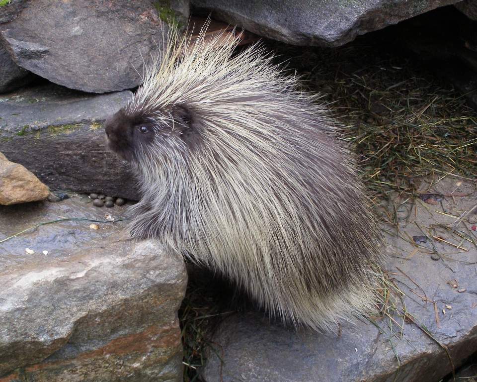 P9226993.JPG (148872 bytes)