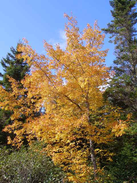 P9307694.JPG (67494 bytes)
